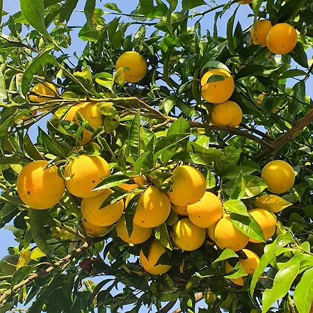 Casa Aristide 住宿加早餐酒店 圣安吉洛