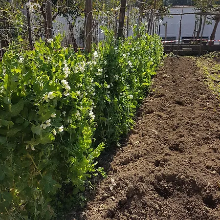 住宿加早餐酒店 Casa Aristide